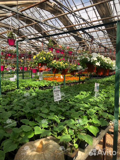 Рассада овощей