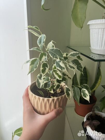 Фикус Твилайт