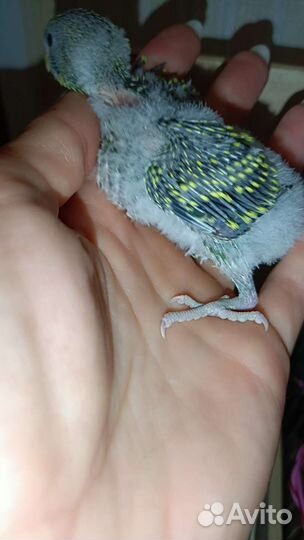 Птенцы волнистых попугаев