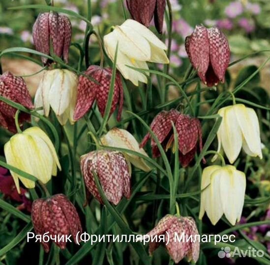 Рябчики Мелиагрес Миксед, Персия, аллиумы, ирисы