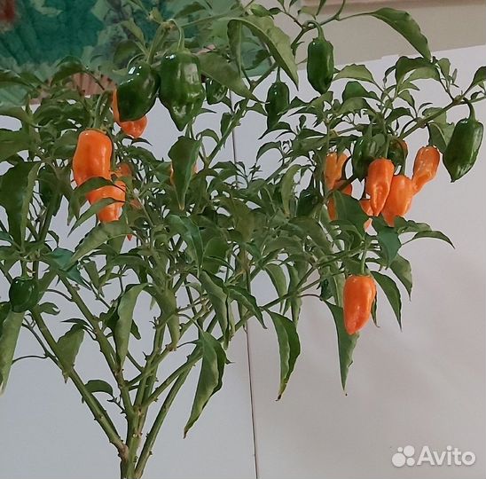 Перец Habanero orange