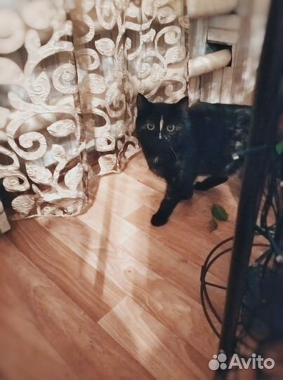 Трехцветочка в добрые руки