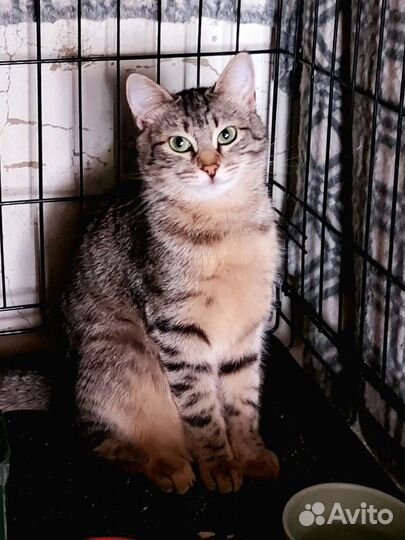 Кошечке очень нужен дом