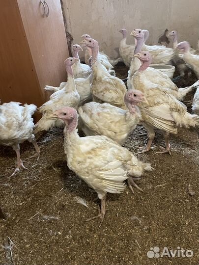 Продам, индейка живой вес