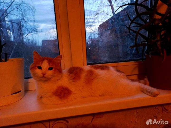 Котик ищет дом