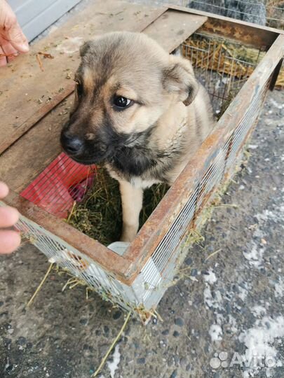 Щенок в добрые руки