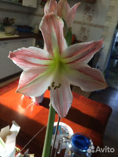 Комнатные цветы. Супер