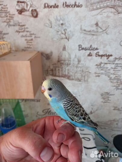 Волнистый попугай ручной