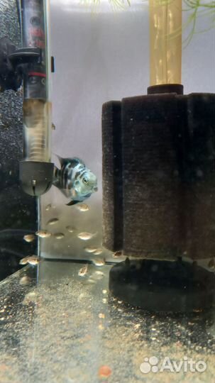 Рыбки и растения