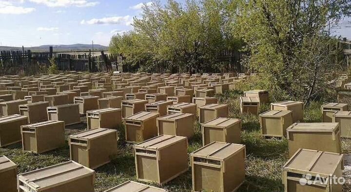Пчелопакеты в 2024 год с Краснодарского края