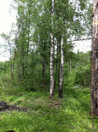 Участок 10 сот. (СНТ, ДНП)