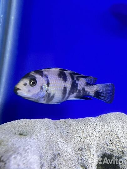 Малавийские цихлиды рыбки, сом птерегоплихт