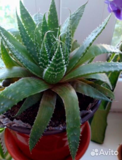 Комнатные растения