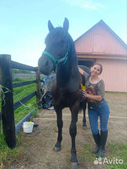 Мерин на продажу