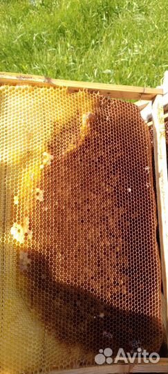 Рамки с сушью