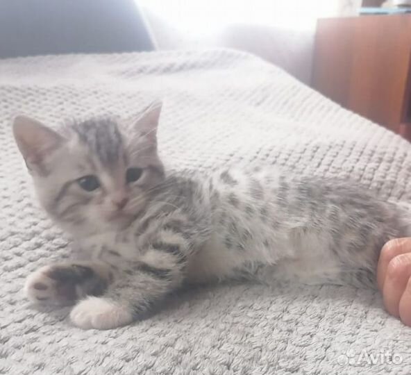 Котик от Британской кошки 1,5 мес