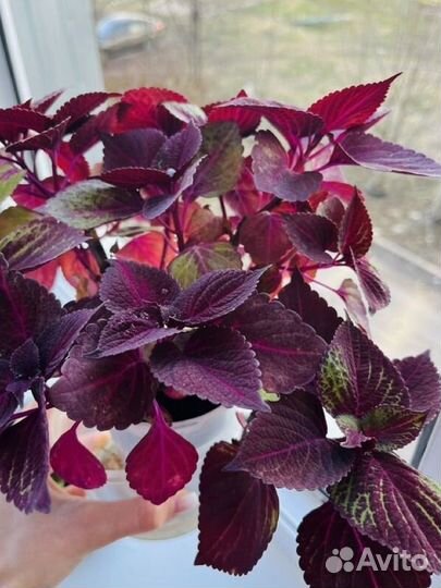 Комнатные цветы Колеус сортовой