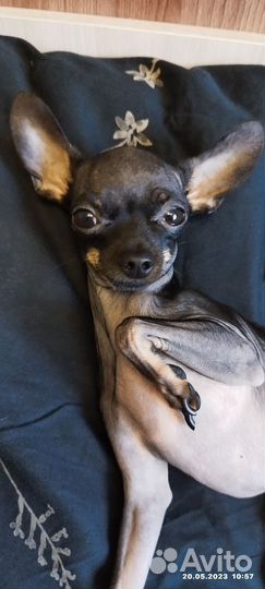 Мини той-терьер вязка