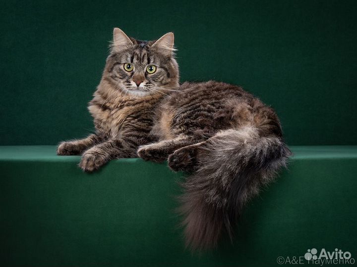 Сибирский кот на вязку