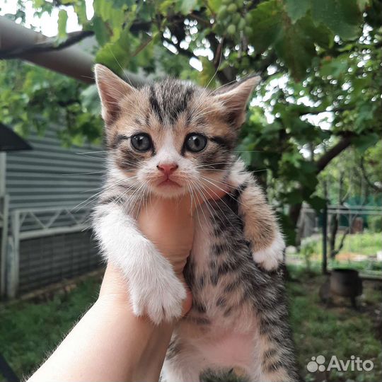 Британская вислоухая кошка