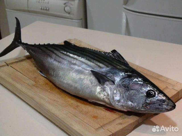 Пеламида н/р филе