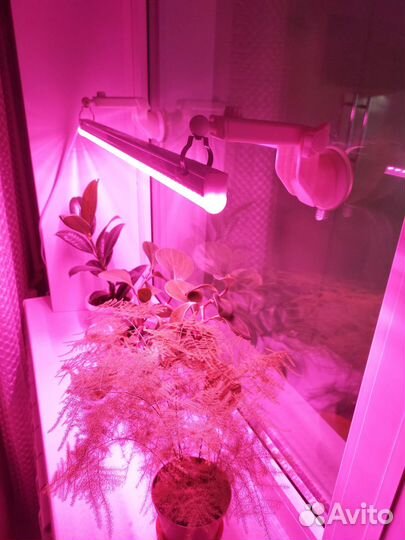 Фитолампа для растений крепление на присосках