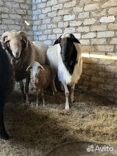 Плен бараны