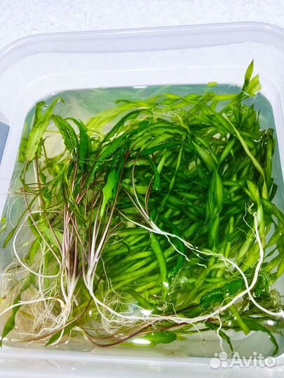 Аквариумное растение