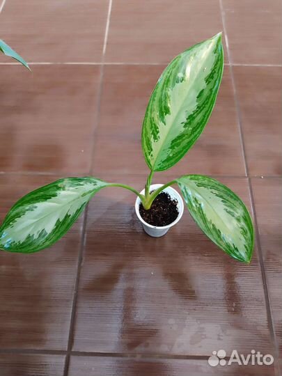 Аглонема Сильвер Бей