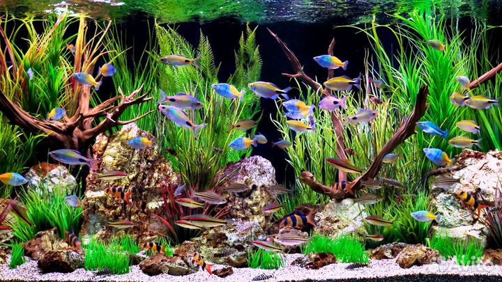 Аквариумные рыбки