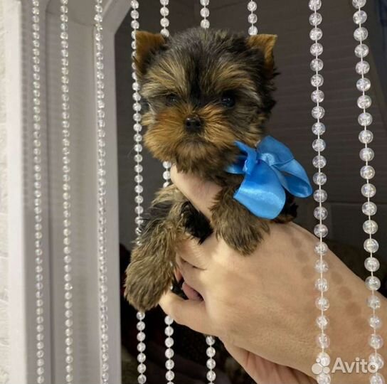 Йоркширский терьер мини беби фейс