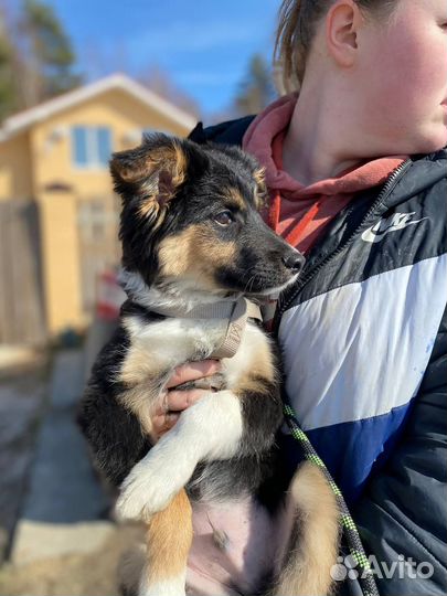 Щеночки в добрые руки бесплатно