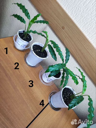 Калатея руфибарба