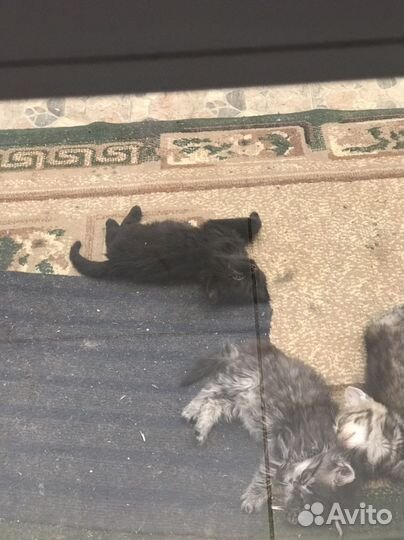 Отдам в добрые руки миленьких котяток