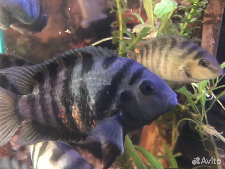 Цихлозомы чернополосые