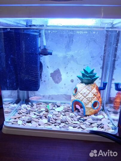 Рыбки и аквариум