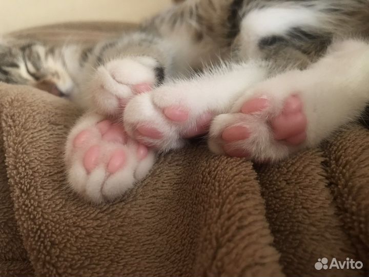 Котенок/кот бесплатно