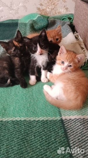Котята в добрые руки