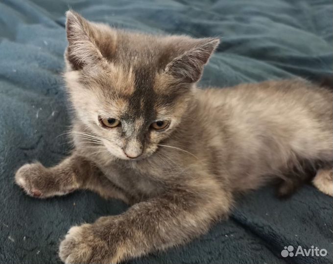 Трехцветный котенок в добрые руки