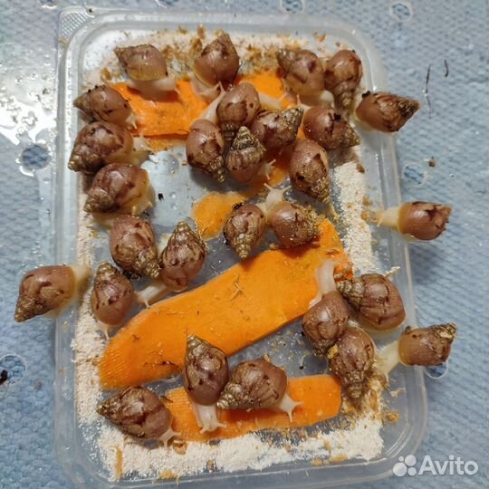 Улитки ахатины альбиносы