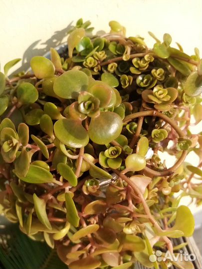 Суккуленты. Обновлено