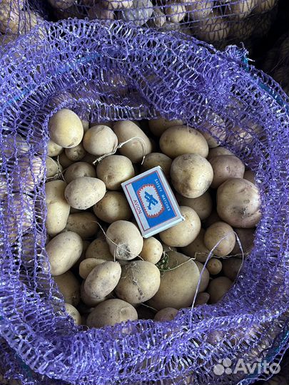 Мелкий картофель на корм животным