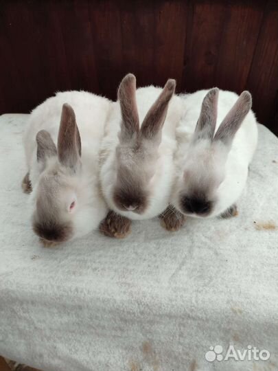 Калифорнийские кролики