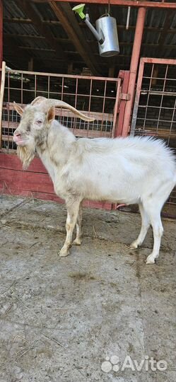 Козел зааненский