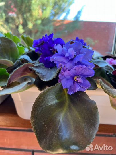 Продам цветы комнатные