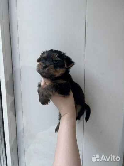 Щенки йорка