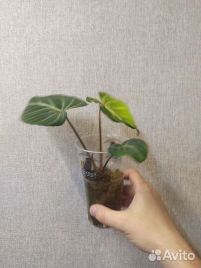 Philodendron gloriosum 'dark form'