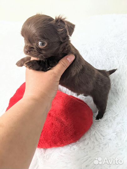 Мини девочка чихуахуа
