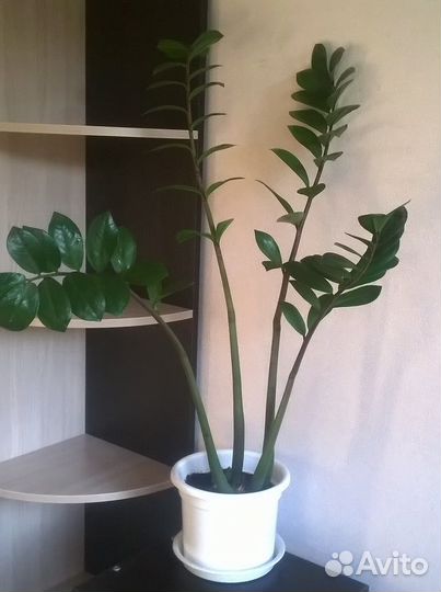 Замиокулькас