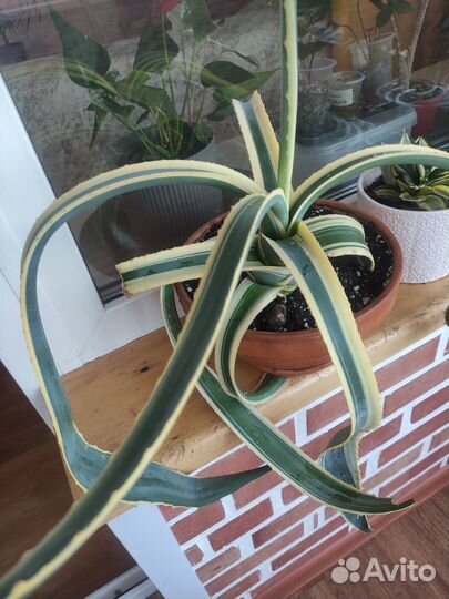 Комнатные цветы